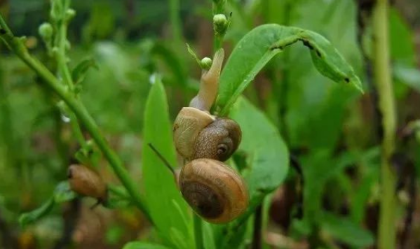 科学防治菜地蜗牛,蔬菜促根,这样的做法很危险!? 科学防治菜地蜗牛,蔬菜促根,这样的做法很危险!?