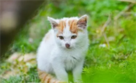 40天的小猫会自己排便吗