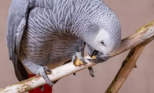 人类食物=鹦鹉毒药?来了解下 人类食物=鹦鹉毒药?来了解下
