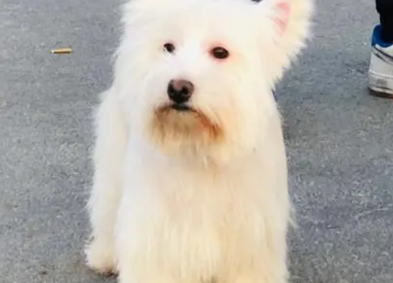 梗类犬所有品种图片