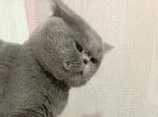 猫咪:你别指我!主人:我就指,你能把我咋地?猫咪:我能打你 猫咪:你别指我!主人:我就指,你能把我咋地?猫咪:我能打你
