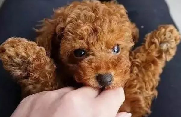 泰迪犬忠不忠心,摸它这几样东西,就清楚了! 泰迪犬忠不忠心,摸它这几样东西,就清楚了!