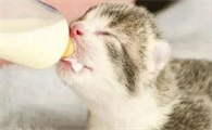 20天小猫怎么人工喂养