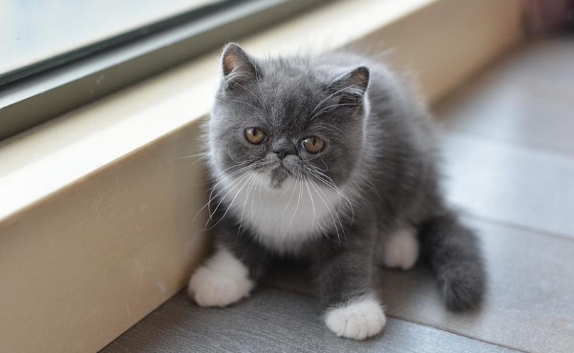 猫死在房子有什么预兆 猫死在房子有什么预兆