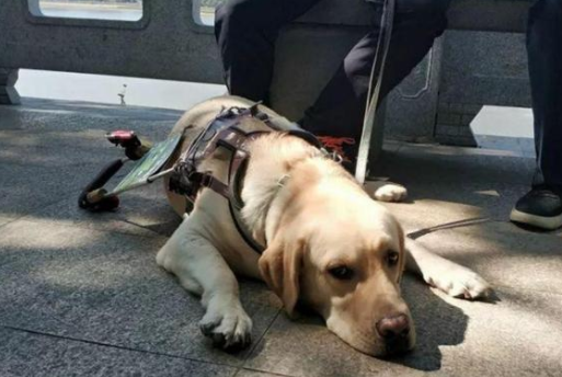 如何领养退役后的导盲犬