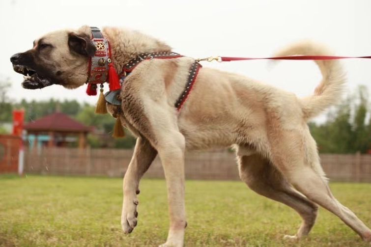 坎高犬和库达犬谁大