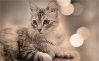 猫眼睛瞪大的原因是为什么