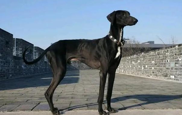 哮天犬又叫啥名