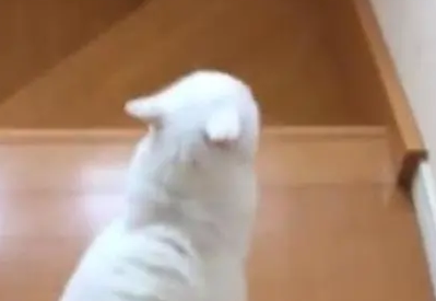 主人下楼梯不小心摔倒,猫咪从那以后都要走在前面,看着主人下楼 主人下楼梯不小心摔倒,猫咪从那以后都要走在前面,看着主人下楼