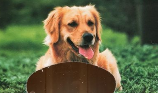 狗狗细小特效药