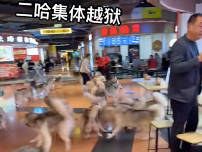 狗咖店里的一百只哈士奇出逃,整个商场变成二哈的海洋,太壮观了 狗咖店里的一百只哈士奇出逃,整个商场变成二哈的海洋,太壮观了