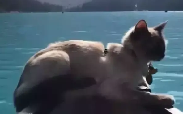 主人带猫咪一起游湖,猫咪淡定地趴在船头,这画面太美了 主人带猫咪一起游湖,猫咪淡定地趴在船头,这画面太美了
