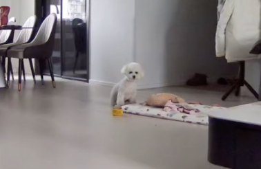 主人出门上班去了,狗狗独自在家门口等待 主人出门上班去了,狗狗独自在家门口等待