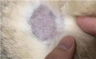 猫藓快好的迹象图片