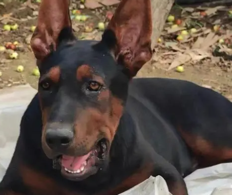 苏联红幼犬多少钱一只