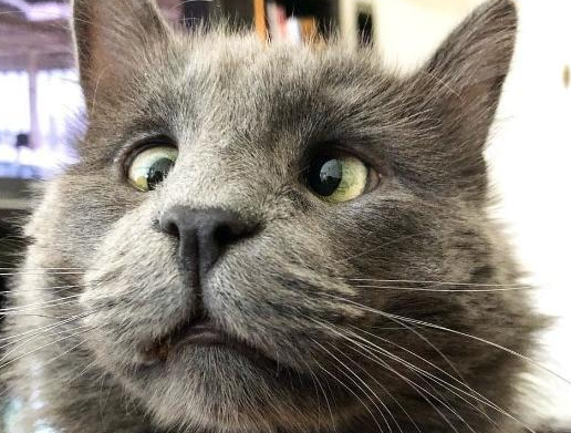 猫斜眼瞪人是什么原因 猫斜眼瞪人是什么原因