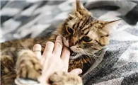 猫一边咬你一边用脚蹬你