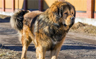 库达犬和藏奏哪个厉害