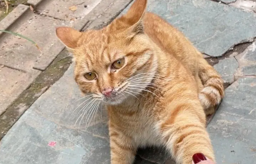 猫想跟我回家征兆