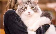 猫寿命多少年