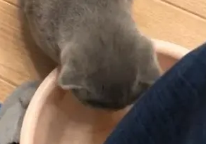 猫咪喝了铲屎官的洗脚水，整只猫都不好了：后劲有点大