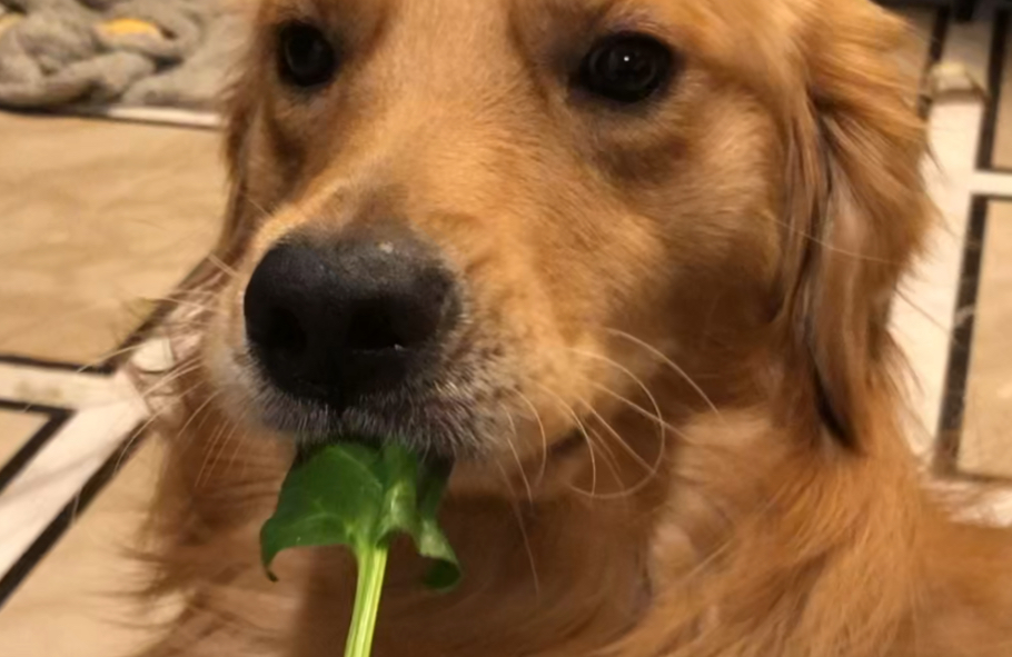 狗可以吃菠菜叶吗 狗可以吃菠菜叶吗