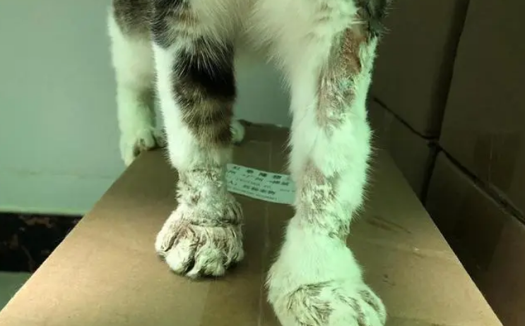 猫手肿了能自愈吗