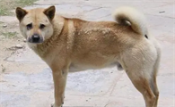 中国本土犬种的特点