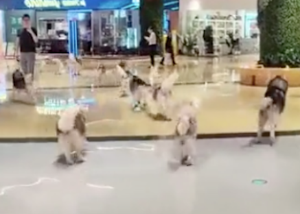狗咖店里的一百只哈士奇出逃,整个商场变成二哈的海洋,太壮观了 狗咖店里的一百只哈士奇出逃,整个商场变成二哈的海洋,太壮观了
