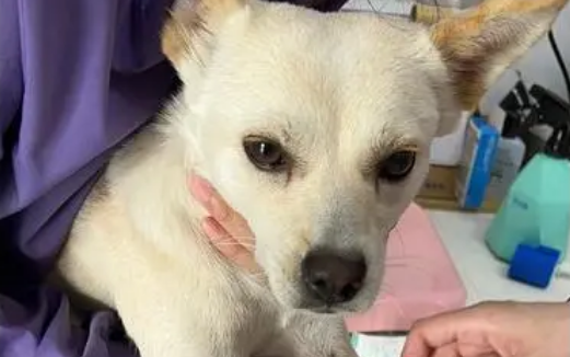 小型母犬绝育最佳时期 小型母犬绝育最佳时期