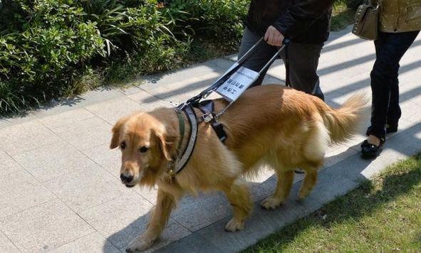导盲犬都是金毛吗 导盲犬都是金毛吗