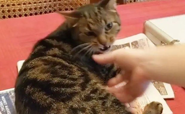 猫突然不让摸了