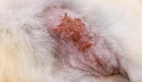 猫癣能自愈吗 猫癣能自愈吗