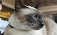 泰国御猫是暹罗猫吗