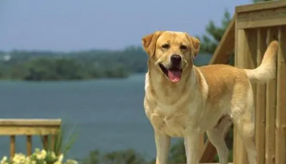 十大无攻击性犬排行 十大无攻击性犬排行