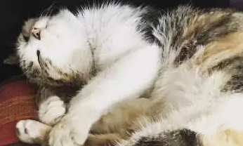 流浪猫很排斥陌生人,女孩却轻松带它回家,得知原因众人哭笑不得 流浪猫很排斥陌生人,女孩却轻松带它回家,得知原因众人哭笑不得