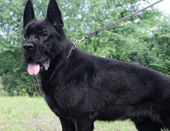 正宗黑豹犬是什么品种