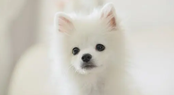 茶杯俊介三个月一天喂几次 茶杯俊介三个月一天喂几次