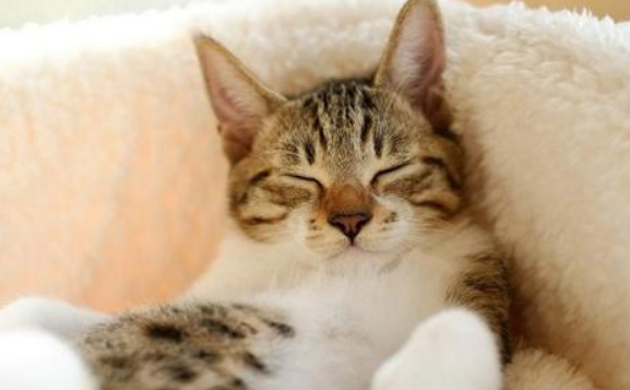 猫死后为什么不能哭