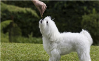 马耳他犬和马尔济斯哪个好