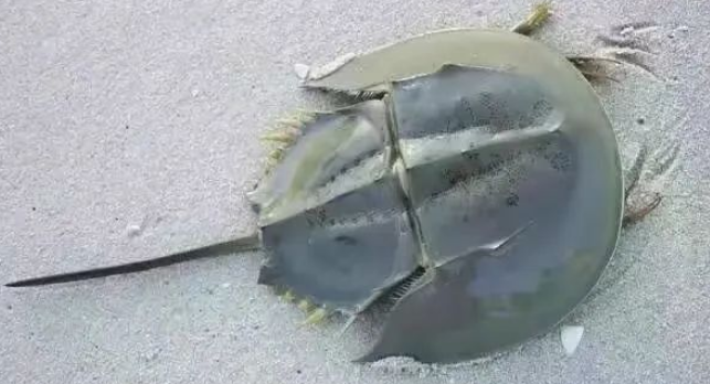 鲎代表什么意思