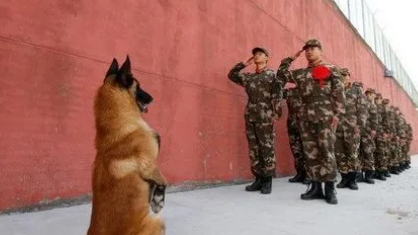军犬敬礼的图片 军犬敬礼的图片