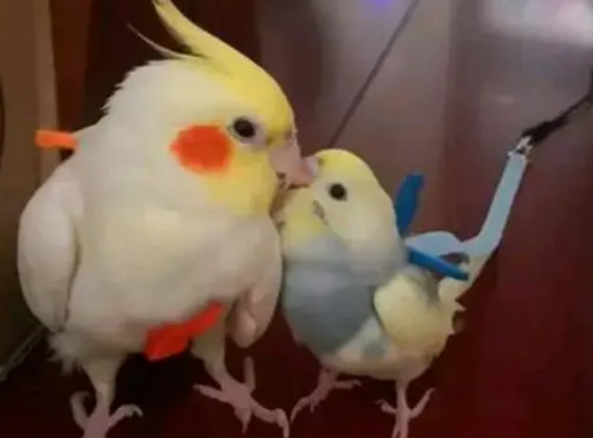 牡丹鹦鹉一生认几个主人 牡丹鹦鹉一生认几个主人