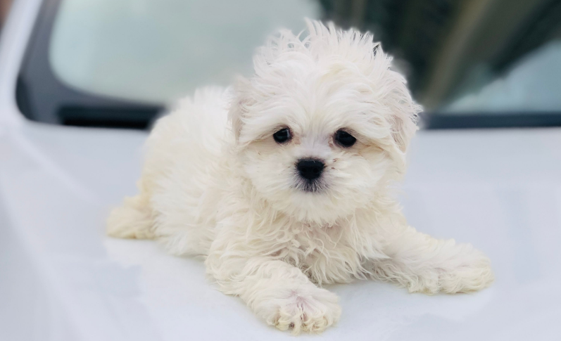 小白是马尔济斯犬吗
