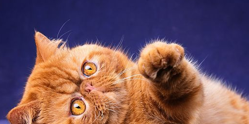 猫眼瞳孔变化代表的心情