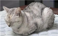 猫一般在几岁排弓形虫