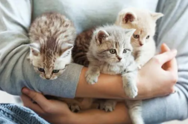 最适合陪伴孩子的猫 最适合陪伴孩子的猫