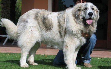 世界上巨型犬品种大全