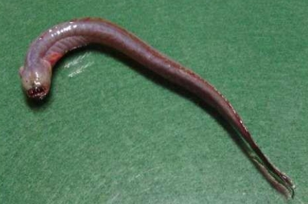 红狼虎鱼大头红狼