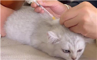 猫需要打什么疫苗